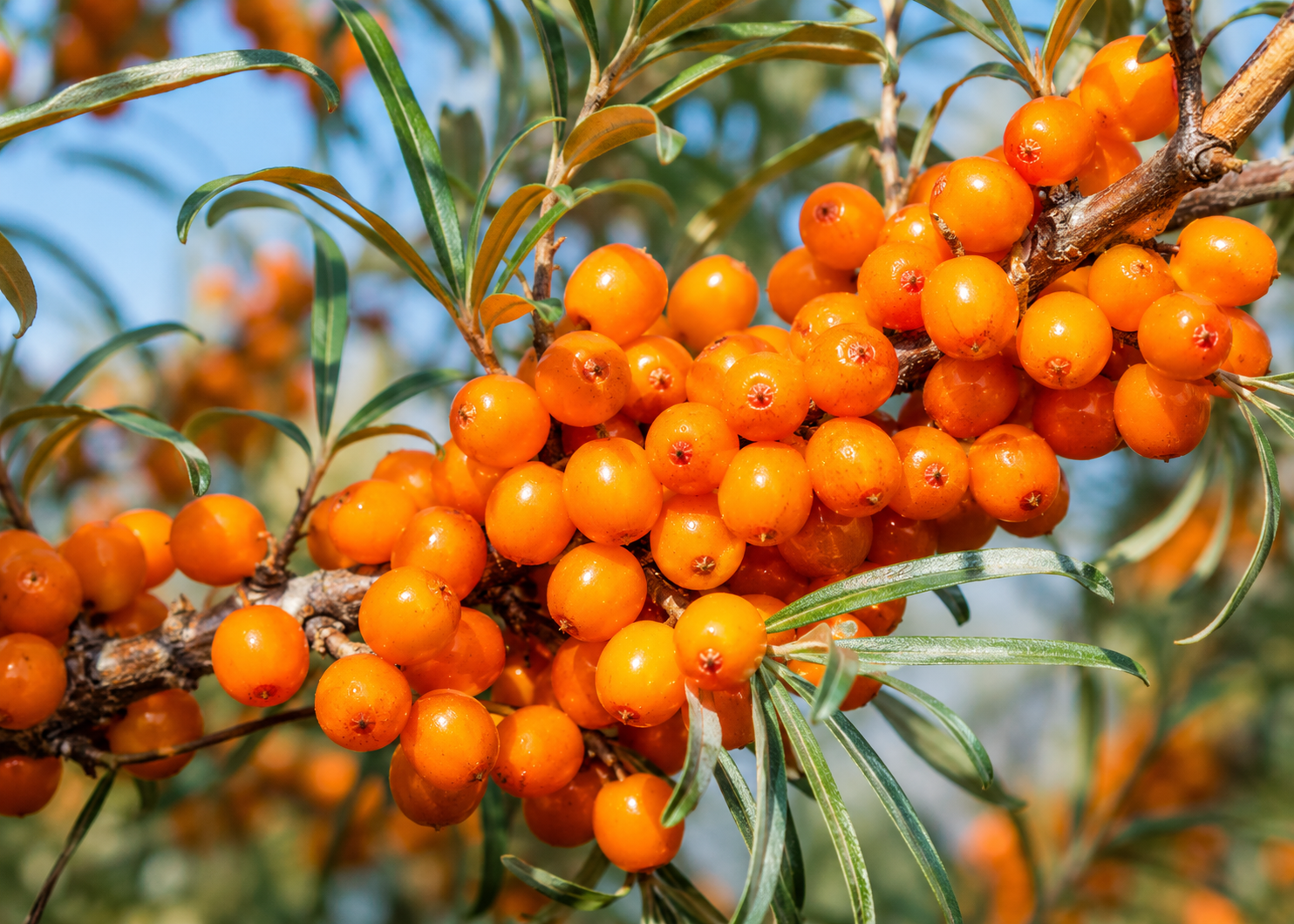 Berries
