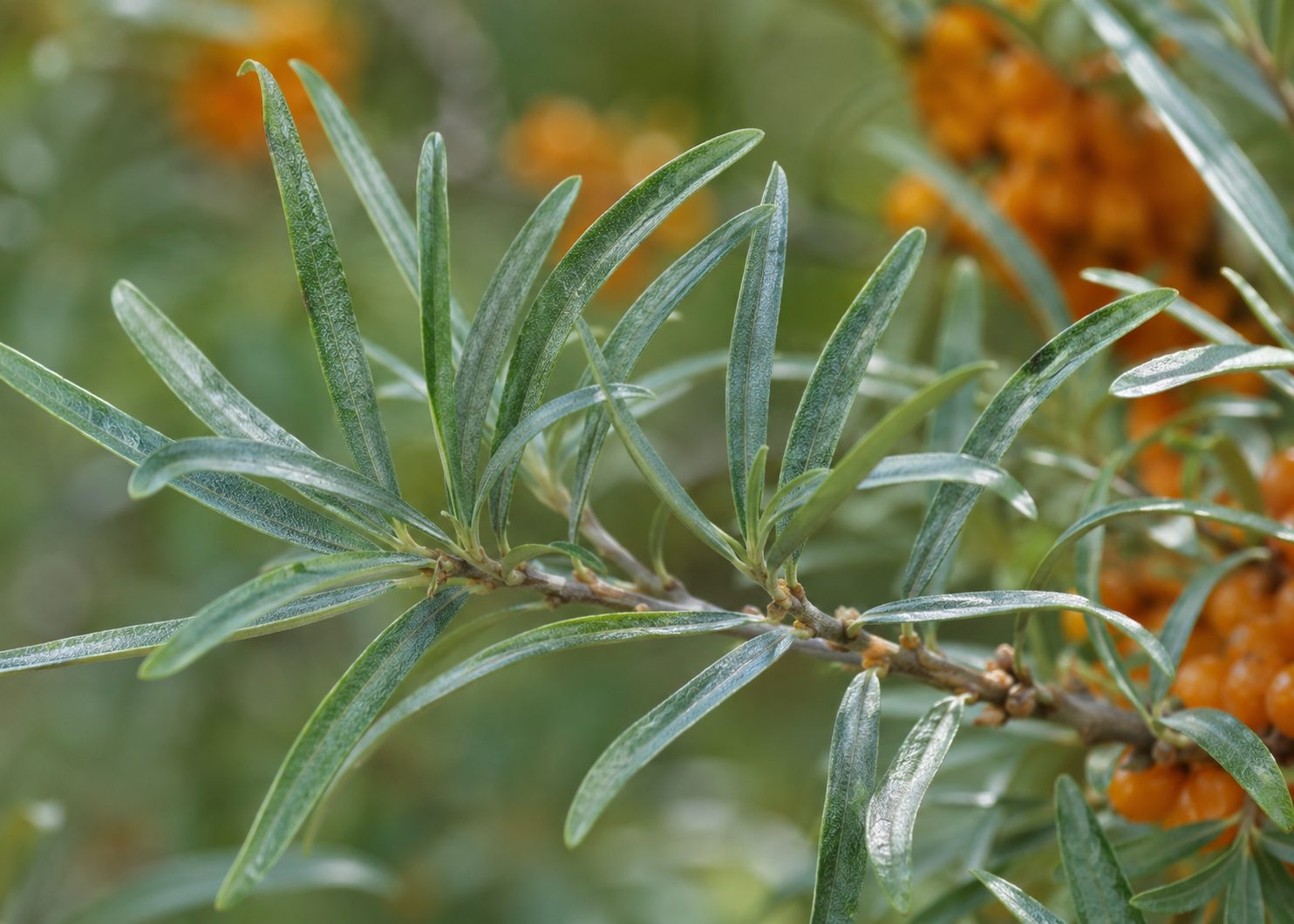 Leaves