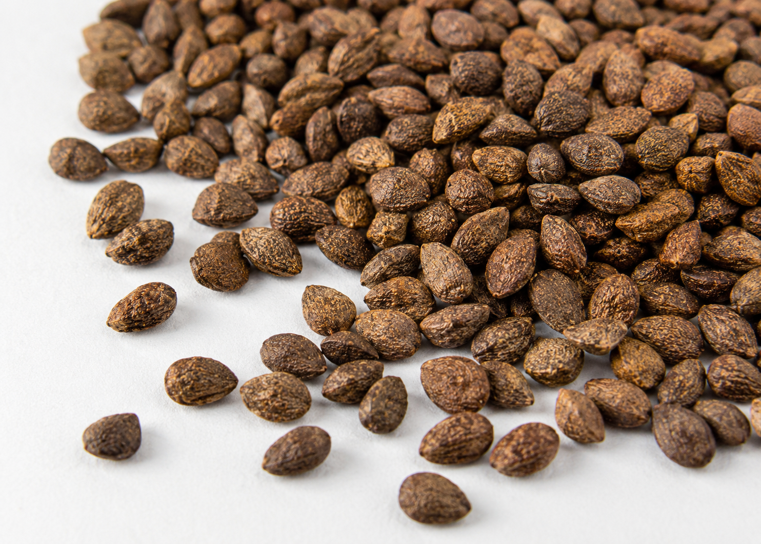 Seeds